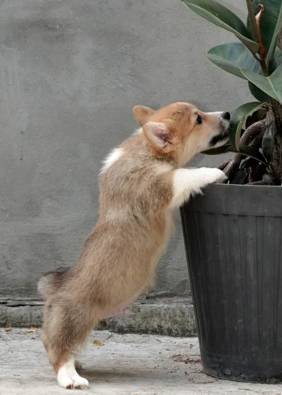 Velski korgi/Welsh Corgi Pembroke