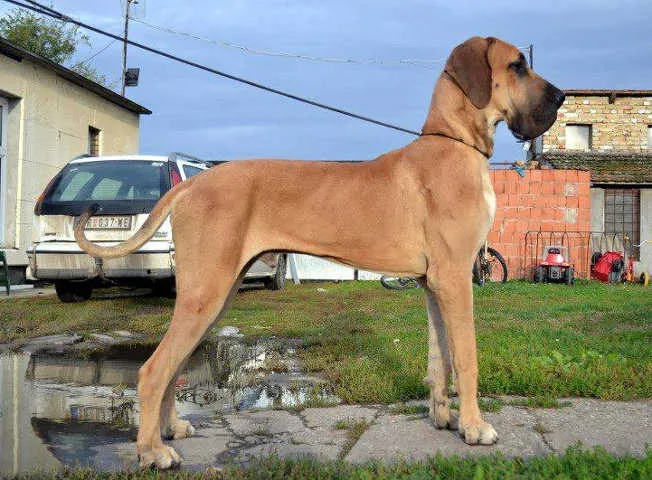 NEMACKE DOGE -vrhunski mladi psi