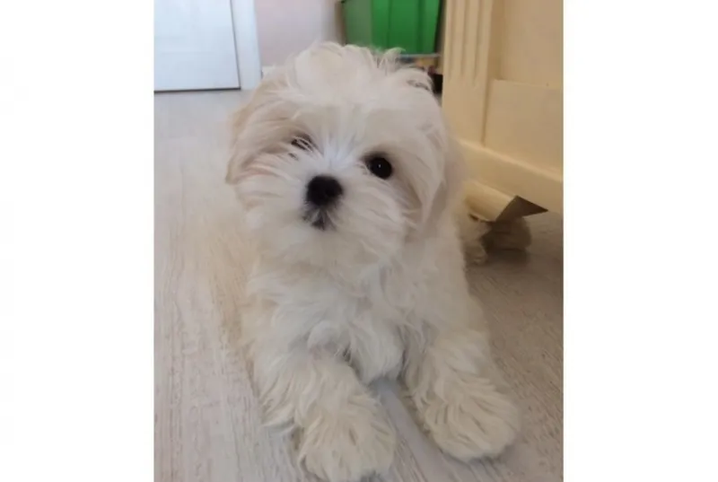 Maltezer i coton de tulear stenci na prodaju