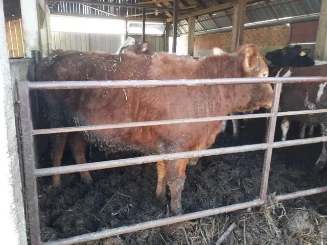 Steona junica Holštajn