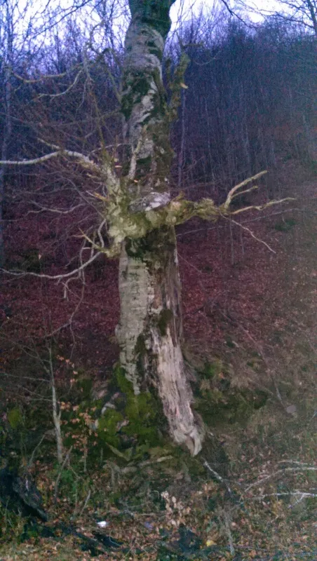 ČAJEVI I LJEKOVITE TINKTURE