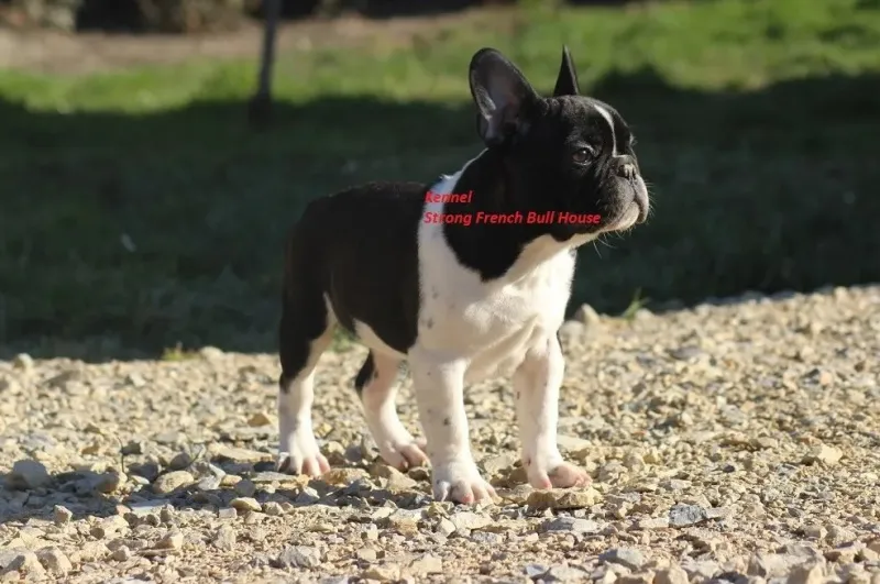 Francuski Buldog
