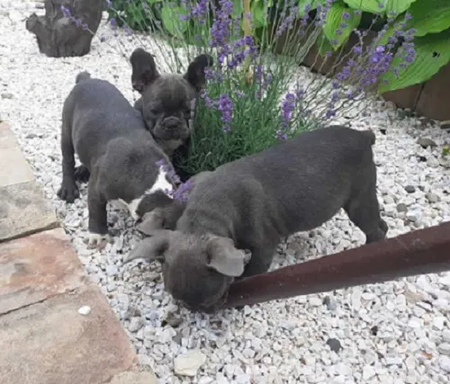 Francuski buldog, kučići plave boje