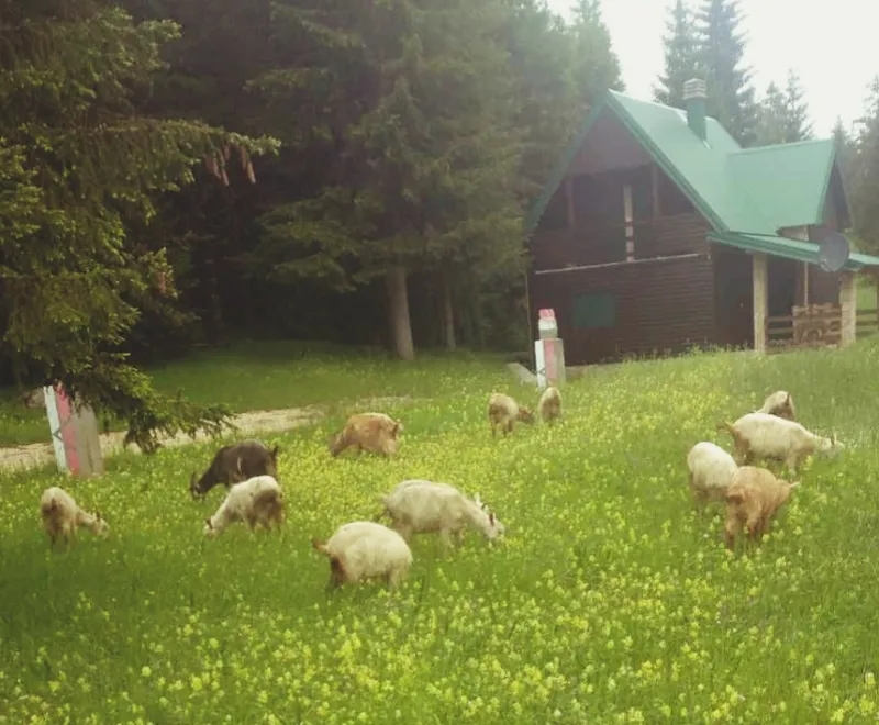  Žabljak Povoljno prodajem rasne sanske mliječne koze