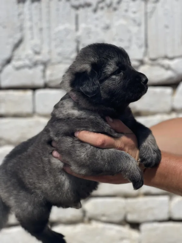 Kavkaski ovčar PRELEPI štenci