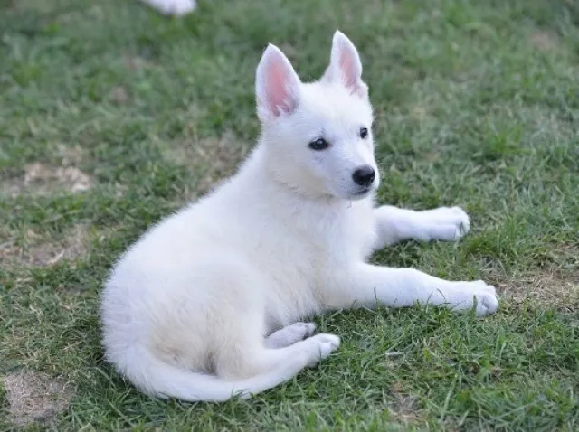 Beli svajcarski ovcar, stenci