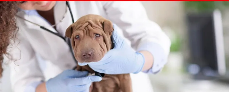 Veterinarska ambulanta RoyalVet Podgorica