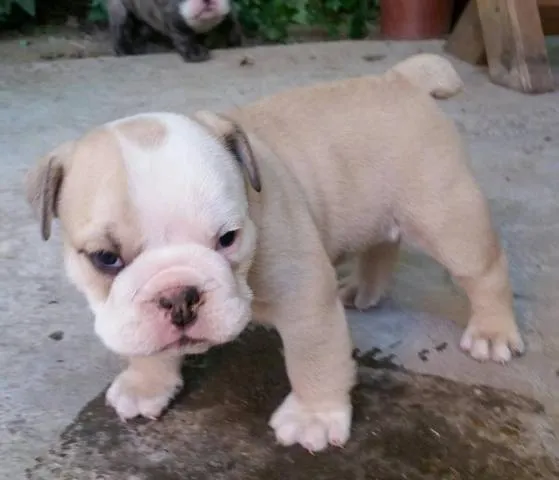 Engleski buldog, štenci