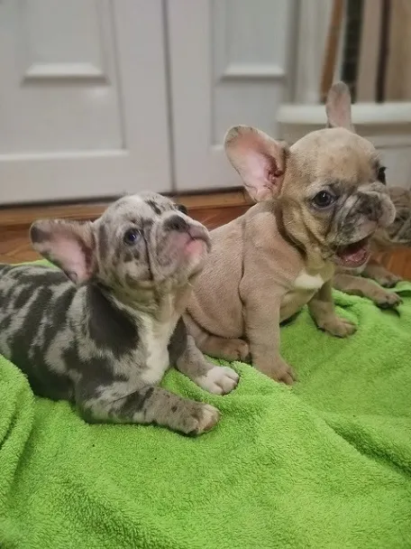 Francuski buldog štenci egzotičnih boja