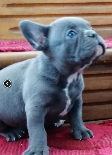 Francuski buldog plavi stenci