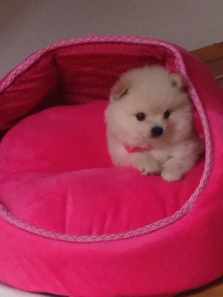 Stenci POMERANSKOG SPICA 