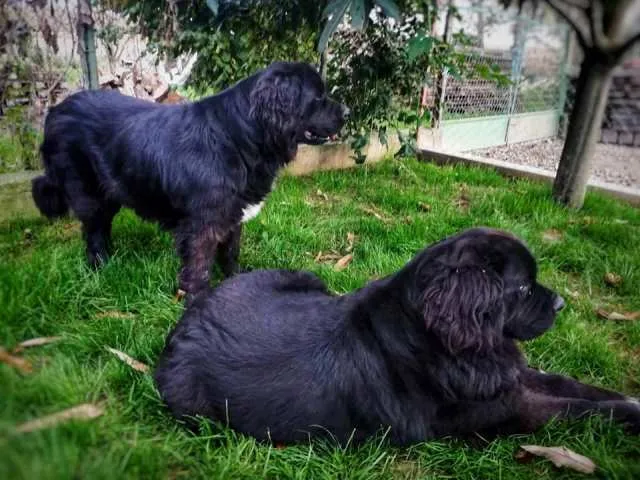 Newfoundland štenci Hrvatska