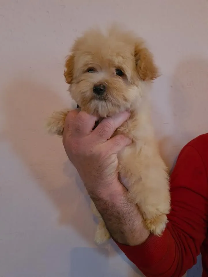 Maltipoo štenci 