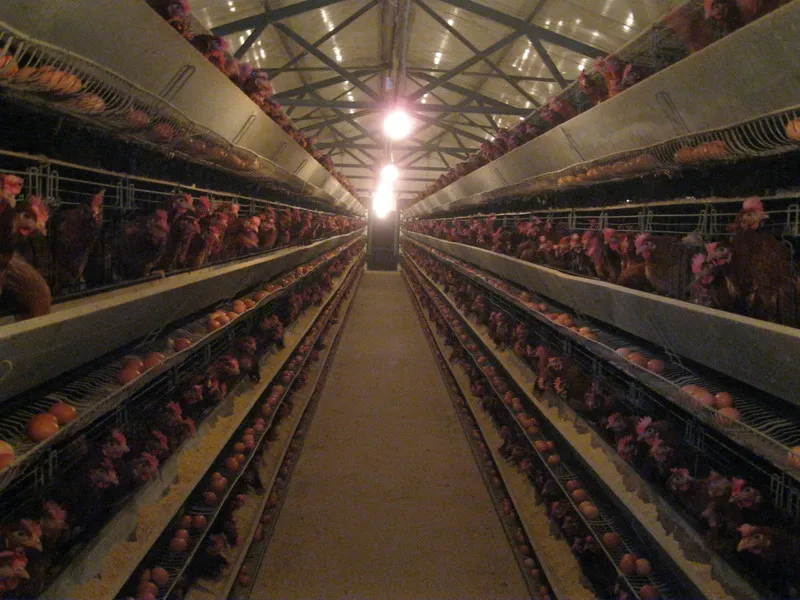 kavezi za koke nosilje