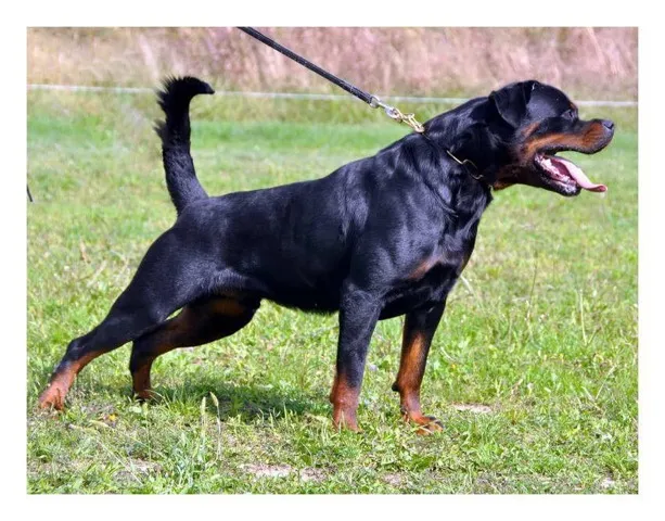 ROTWAILER - odrasli muzjak i zenka