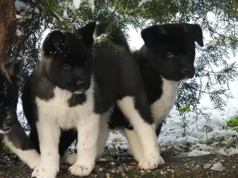 Američka akita, štenci