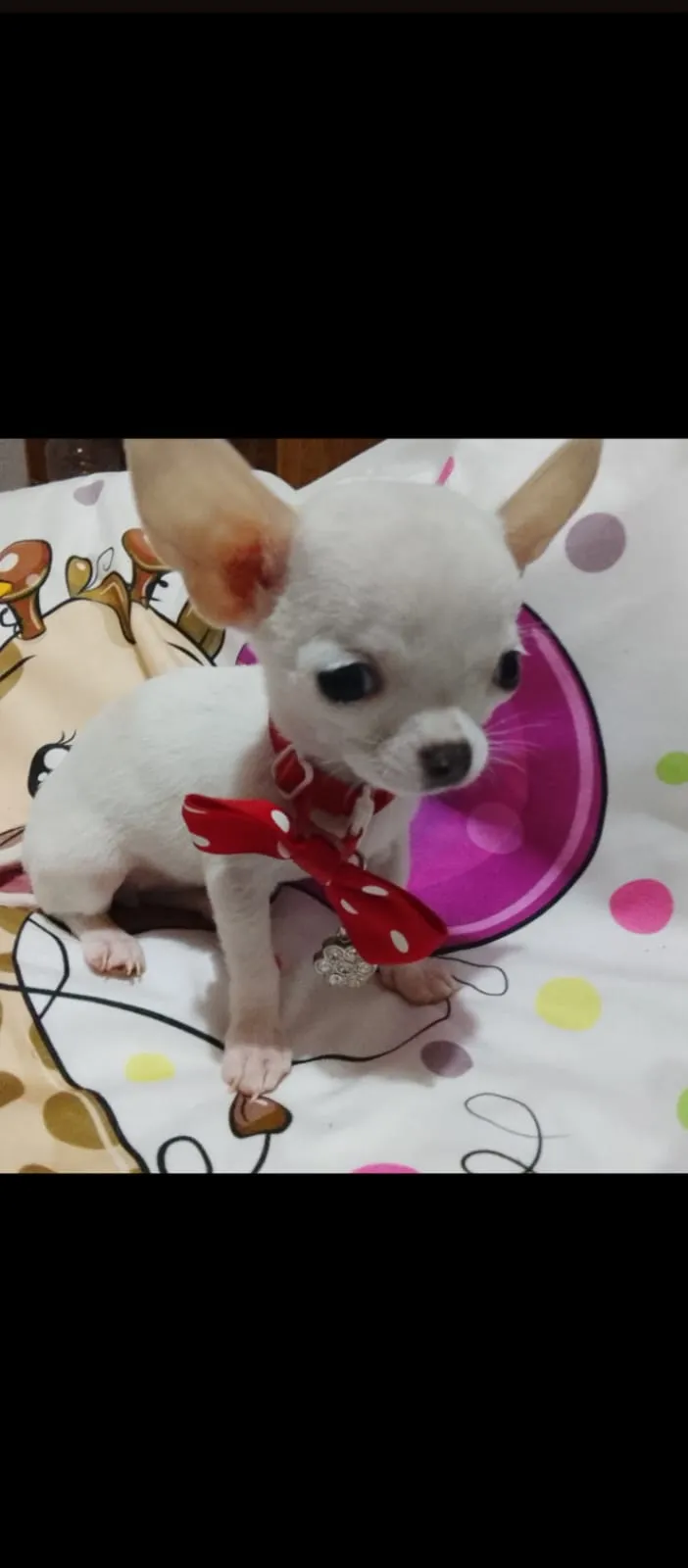 Mini civave