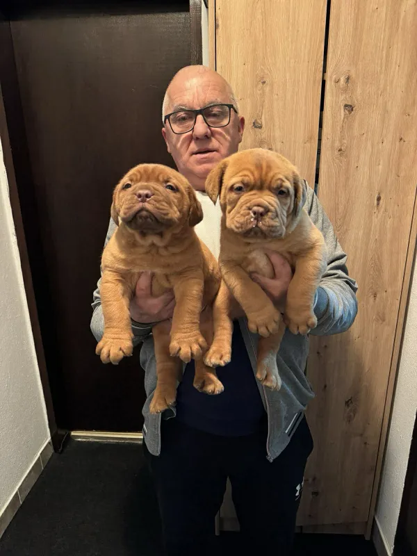 Bordoška doga štenci