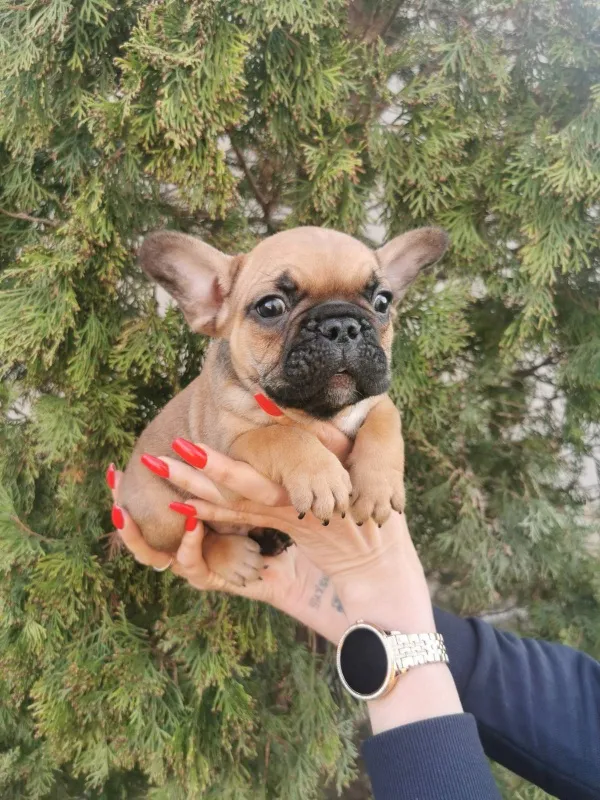 Francuski buldog štenci