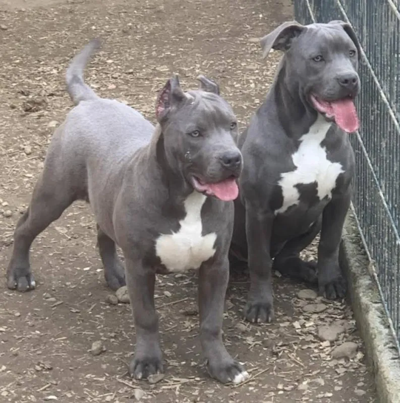 American bully XL 