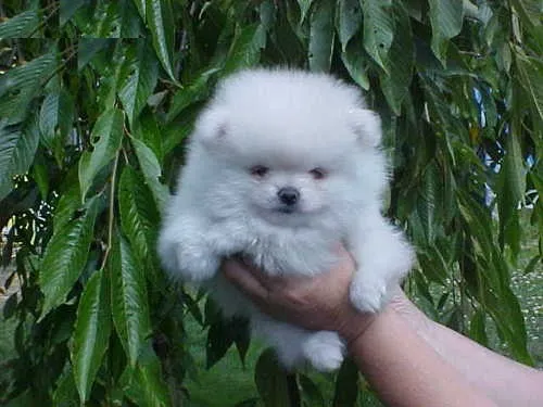 Slatka Pomeranian štenaca Za brižna kuće 