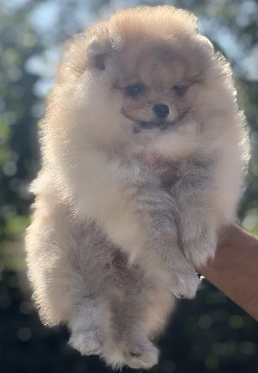 Pomeranski špic,Pomeranac,Pomeranian,Boo štenci