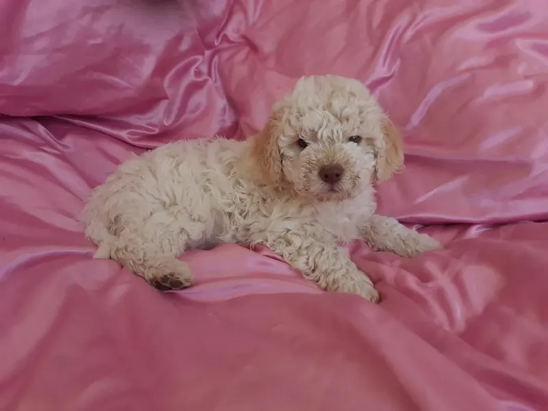 Lagotto romanjolo 