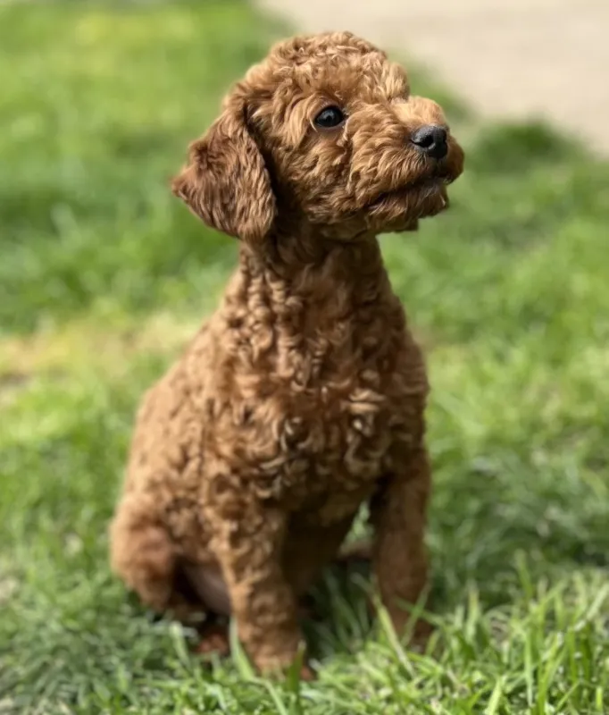 Toy Pudla štenci
