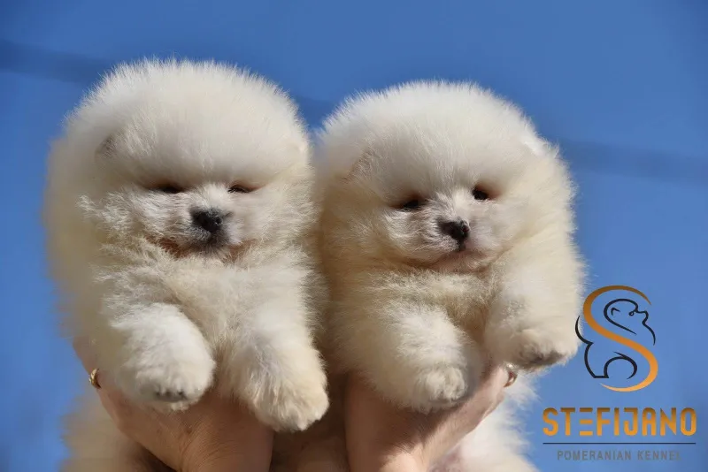 Pomeranac Boo štenci
