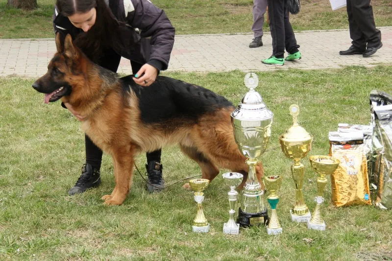 Nemački Ovčar