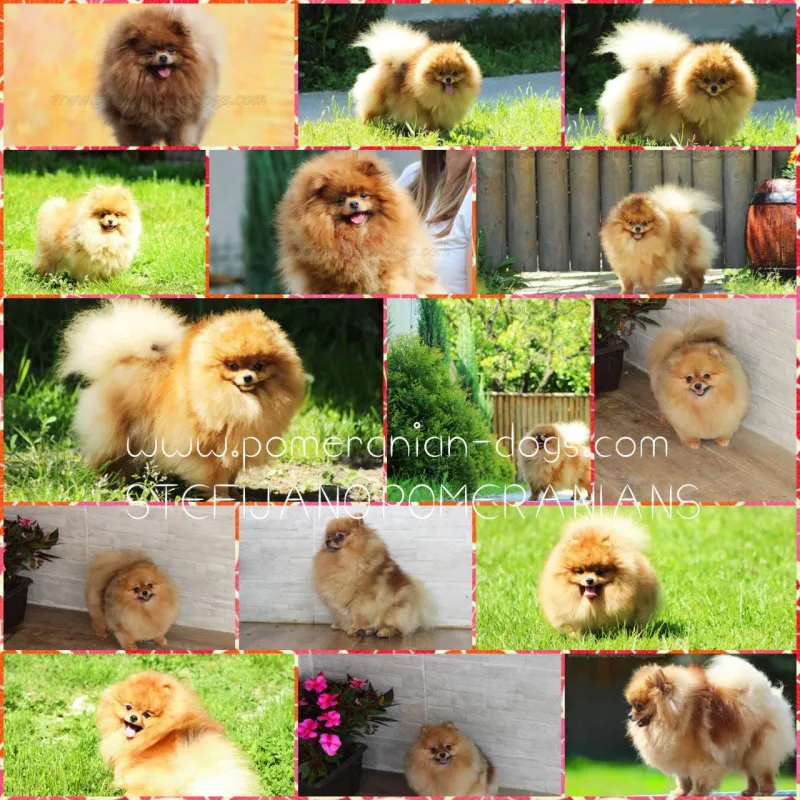 Pomeranac Boo muzjak