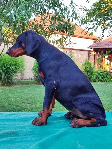 Doberman stenci