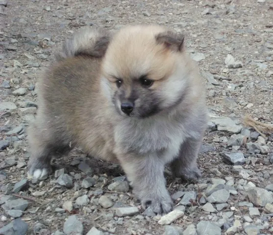 Pomeranski tip spica