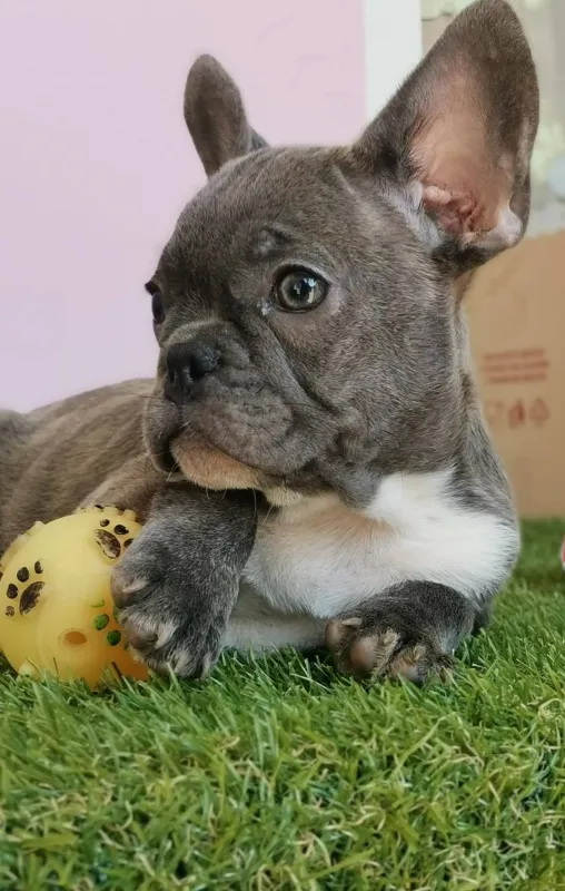Francuski buldog stene-Egzotik