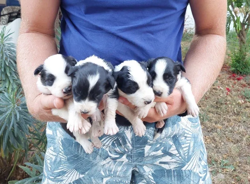 Border koli / collie štenci