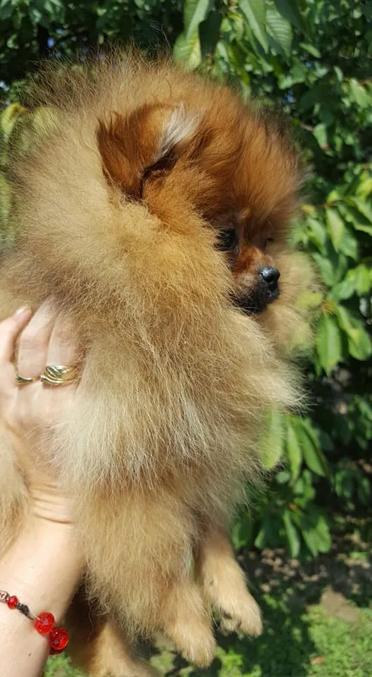 Pomeranac Boo zenka
