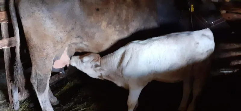 Prodajem kravu sa teletom