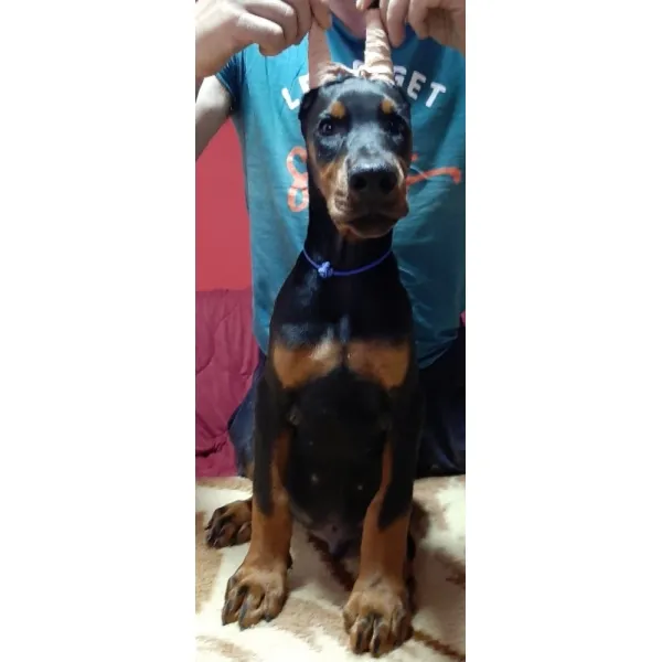 Štenci dobermana 