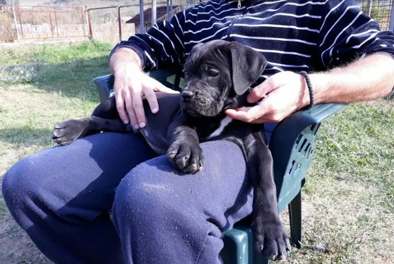 Cane corso(kane korso) štenci