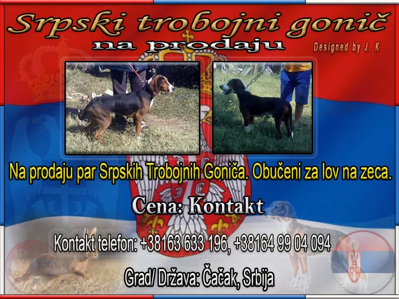Srpski Trobojni Goniči
