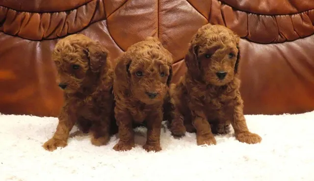 Crvena mini patuljasta pudla