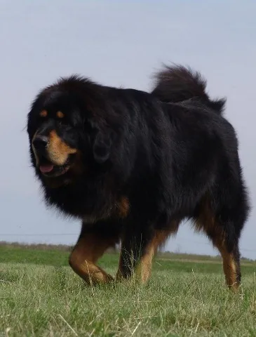TIBETSKI MASTIFF - vrhunski stenci na prodaju