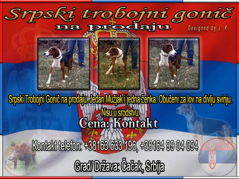 Srpski Trobojni Gonič