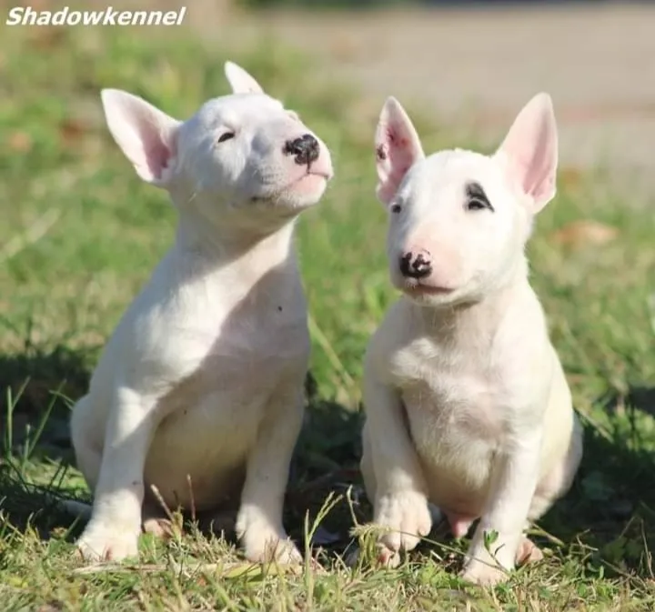 Mini bull terrier