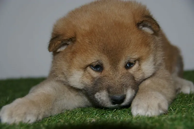 Shiba inu