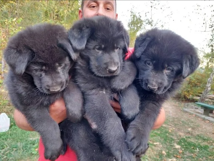 Nemački ovčar štenci