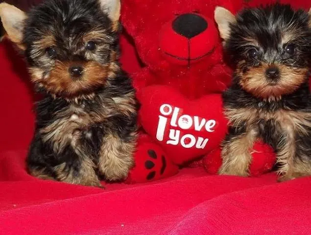 Jorksirski terijer - mini i standardne velicine