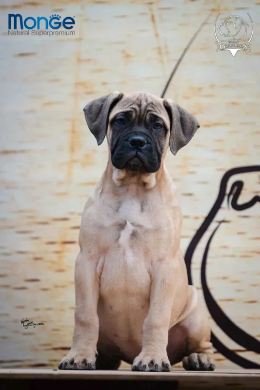 Odgajivačnica bullmastiff-a "Home of Guardians" nudi na prodaju vrhunsku izložbe