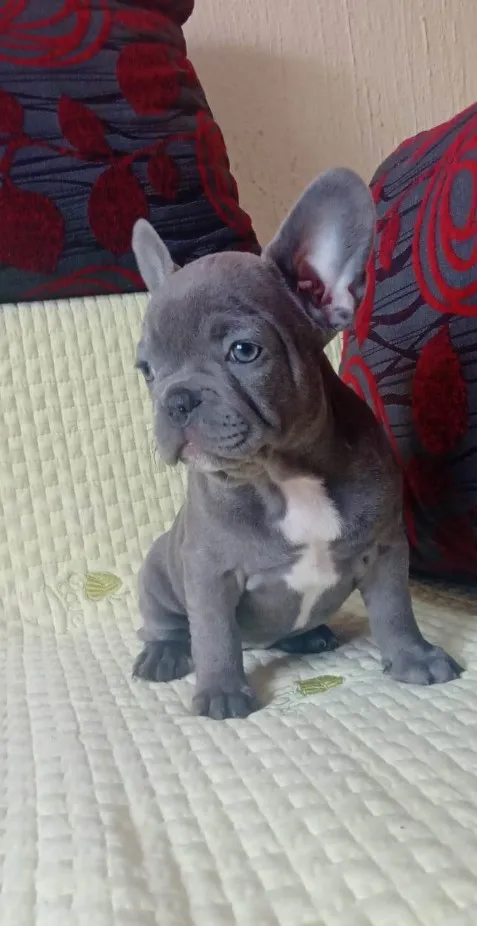 Francuski Buldog EXOTIC