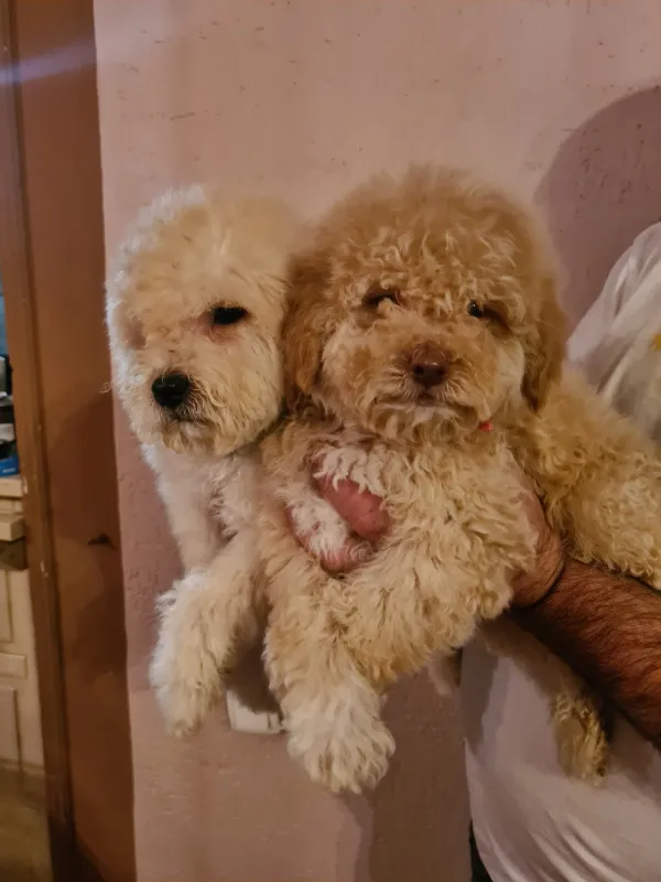 Labradoodle štenci